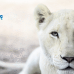 Protecting South African Lions