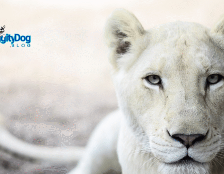 Protecting South African Lions