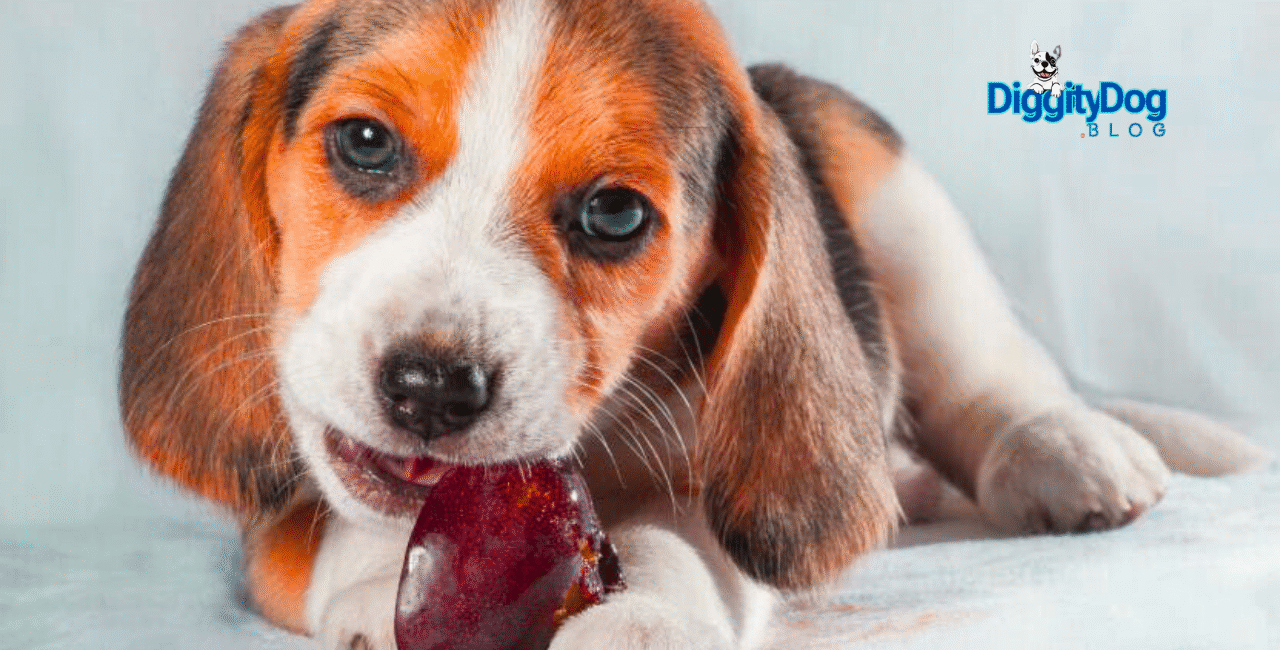 Carrageenan Dangerous For Pets