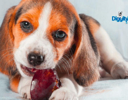 Carrageenan Dangerous For Pets