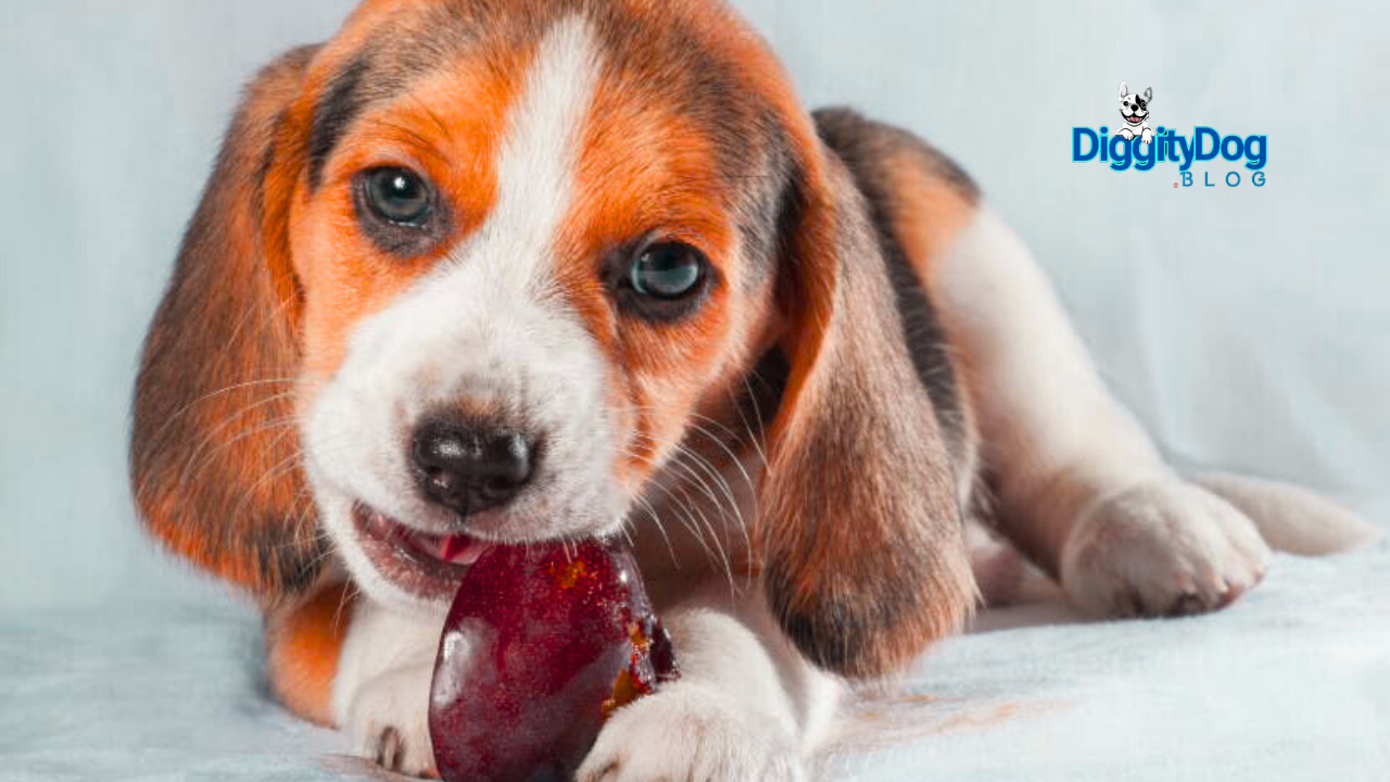 Carrageenan Dangerous For Pets