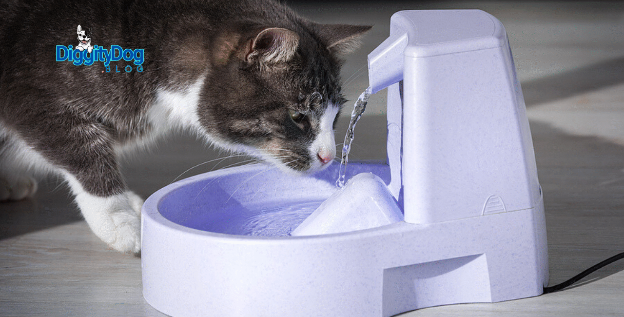 Is My Cat Drinking Enough Water