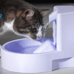 Is My Cat Drinking Enough Water