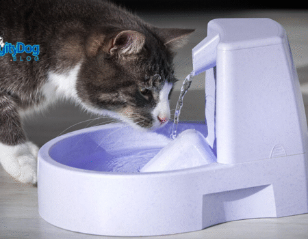 Is My Cat Drinking Enough Water