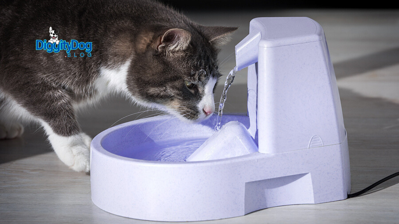 Is My Cat Drinking Enough Water