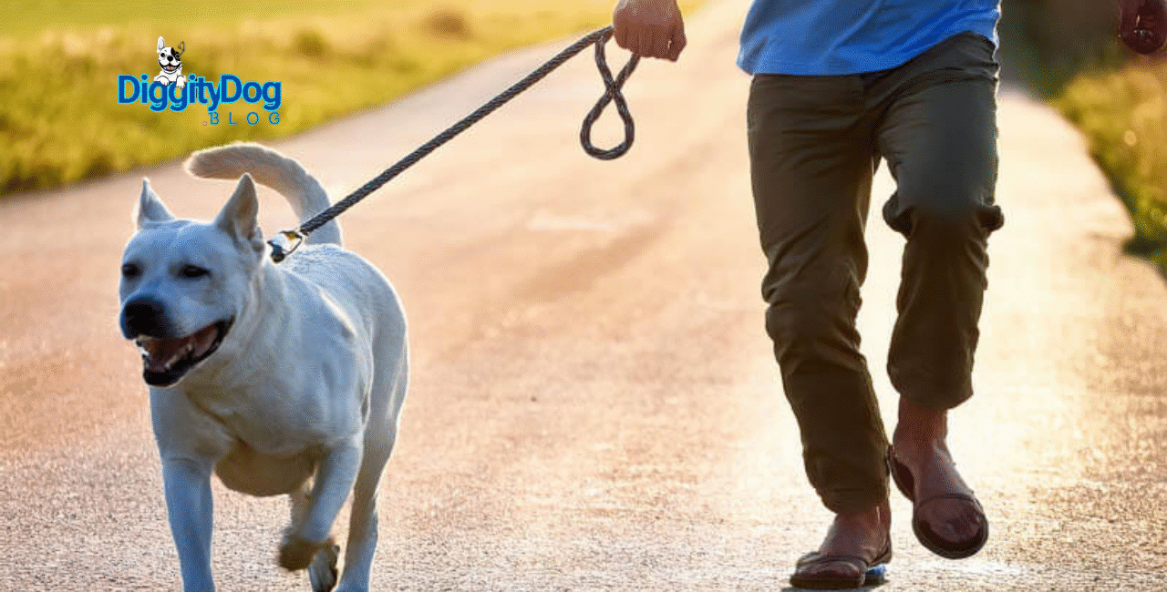 How to Support Your Reactive Dog