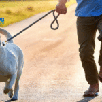 How to Support Your Reactive Dog