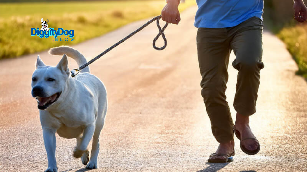 How to Support Your Reactive Dog