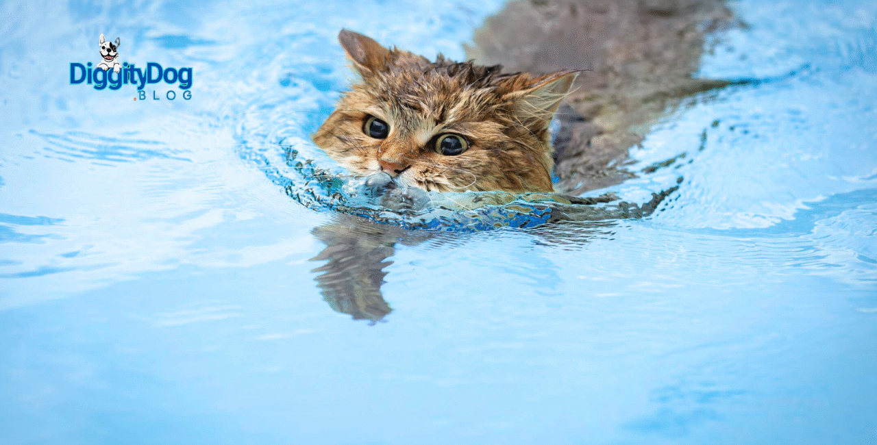 Introducing Your Cat to Water Adventures