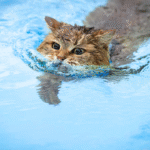 Introducing Your Cat to Water Adventures