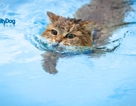 Introducing Your Cat to Water Adventures