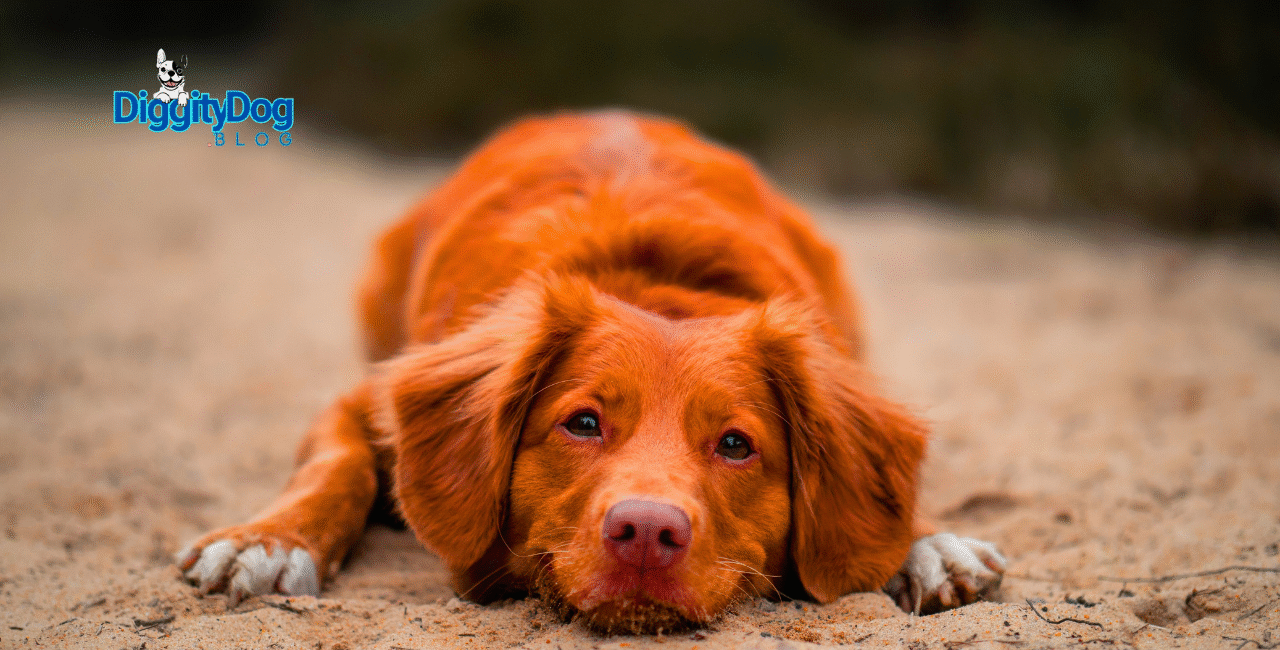 Reputable Dog Breeder