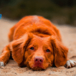 Reputable Dog Breeder