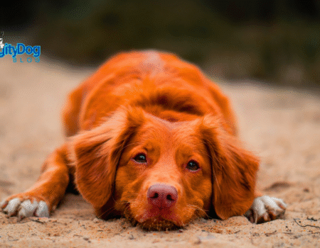 Reputable Dog Breeder