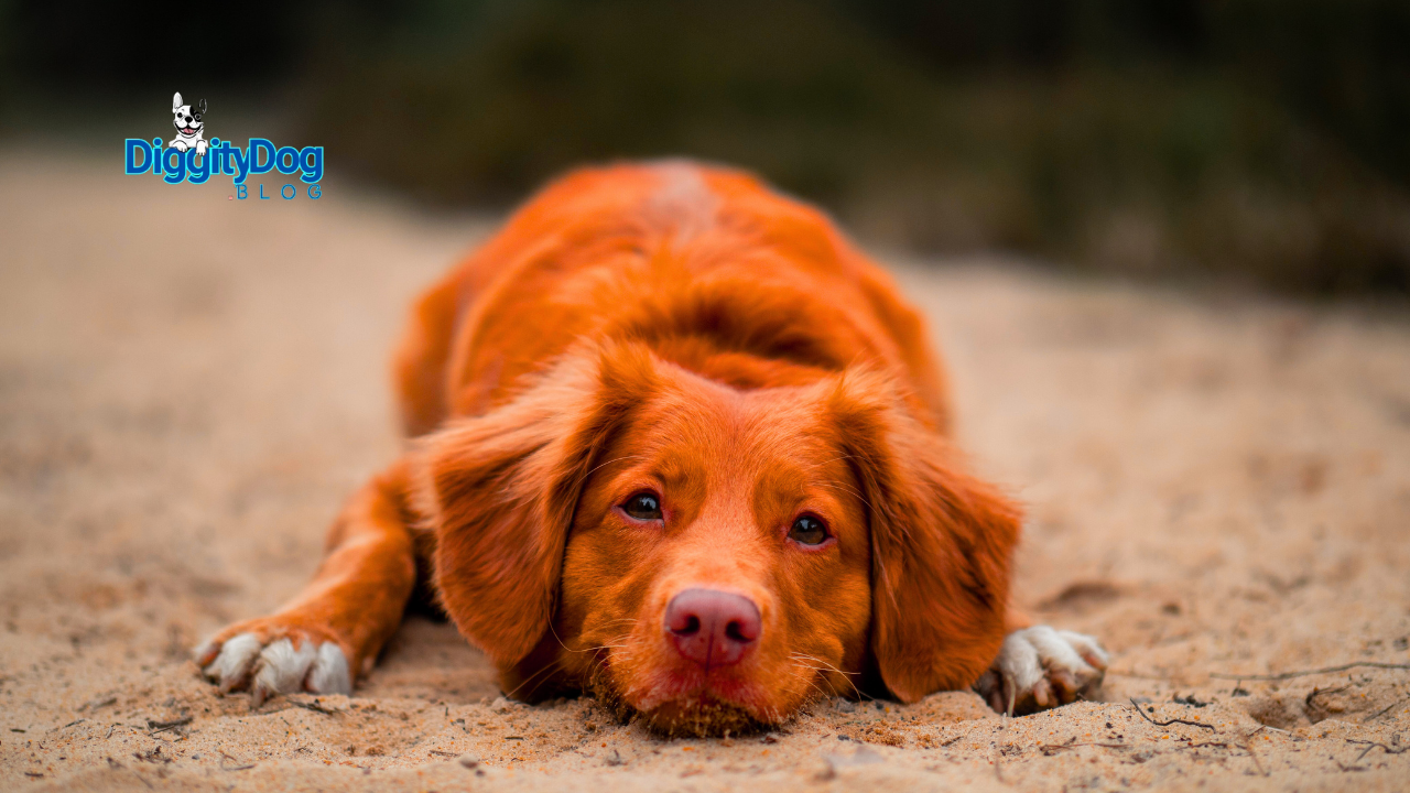 Reputable Dog Breeder