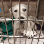5 Great Animal Shelters in Austin