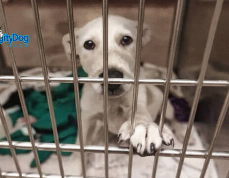 5 Great Animal Shelters in Austin