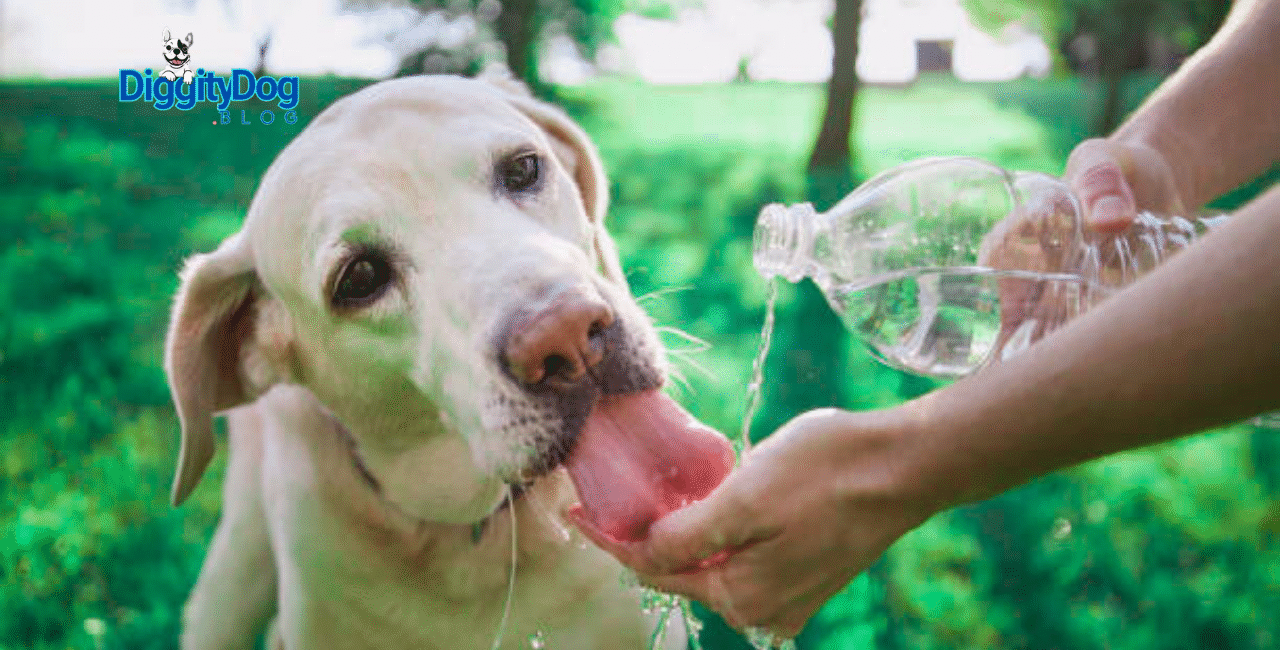 Why Will not My Dog Drink Water