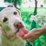 Why Will not My Dog Drink Water