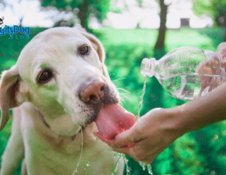 Why Will not My Dog Drink Water