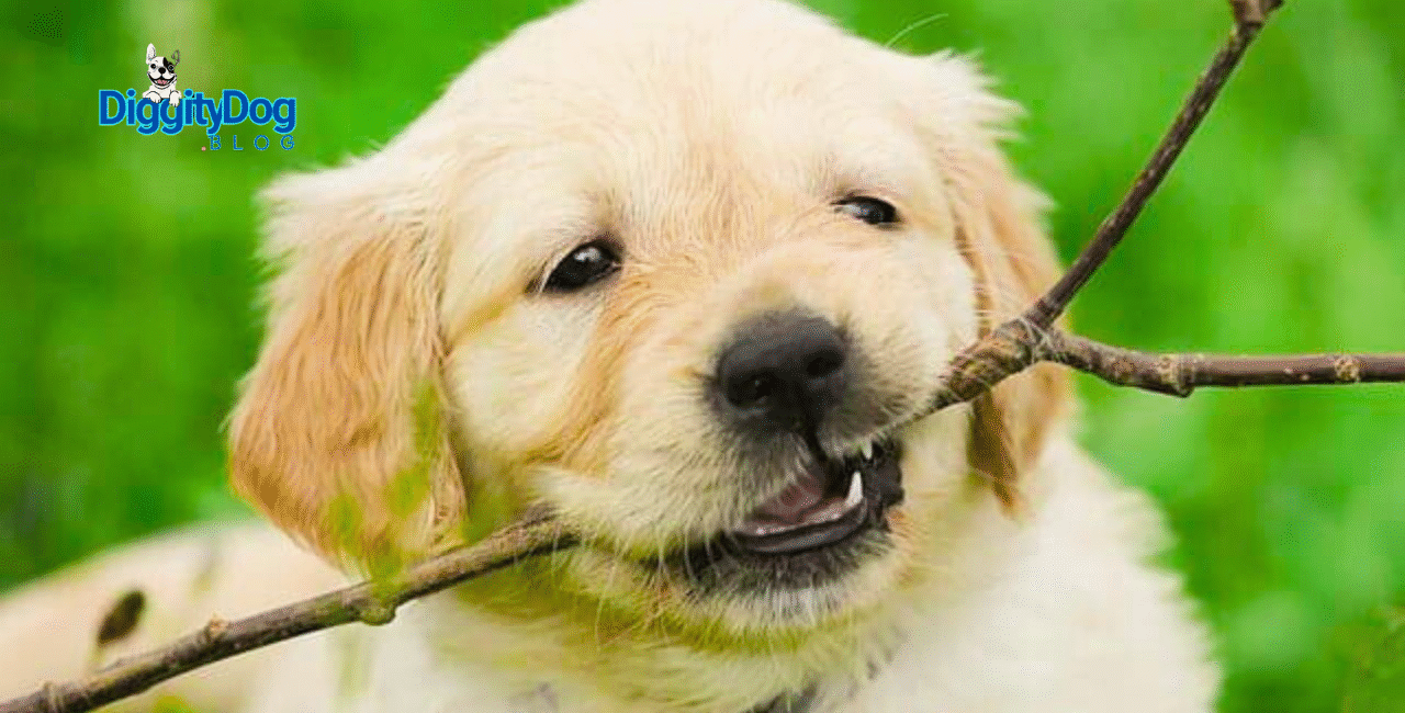 Puppy Teething