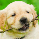 Puppy Teething