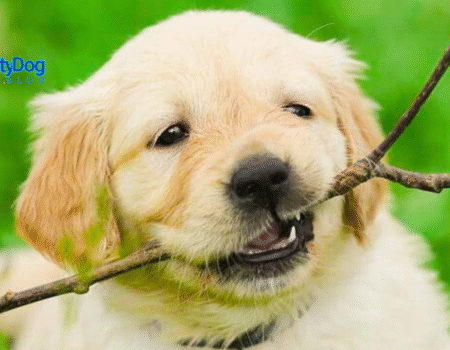 Puppy Teething