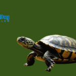 Did You Know That Turtles Shed