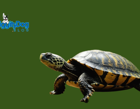 Did You Know That Turtles Shed