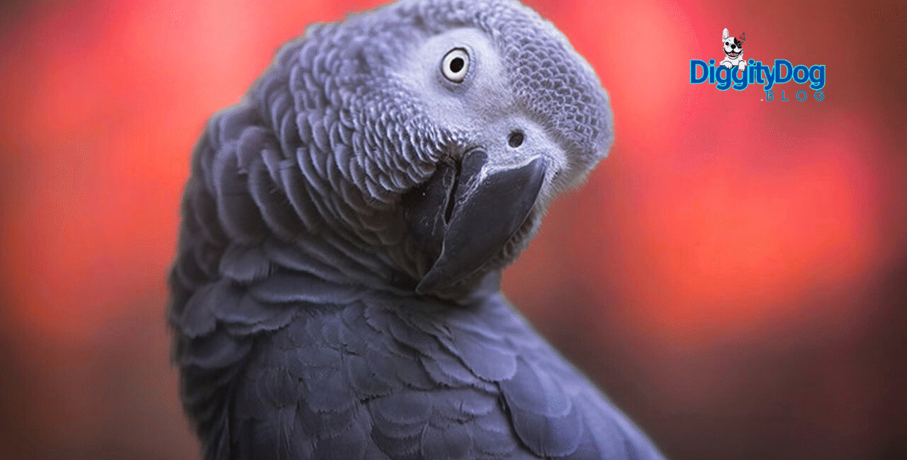 African Gray Parrot