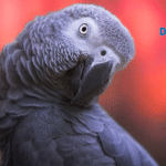 African Gray Parrot