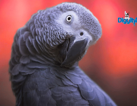 African Gray Parrot