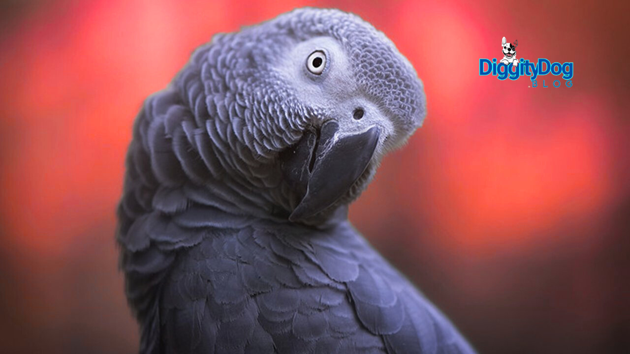 African Gray Parrot