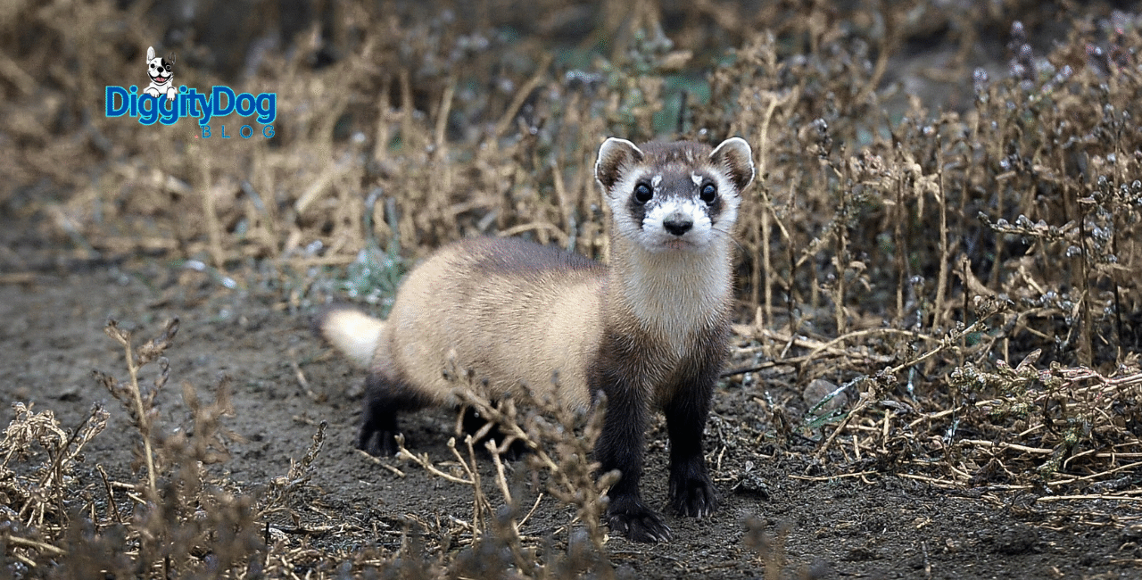 Do Ferrets Need Vaccines