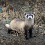 Do Ferrets Need Vaccines