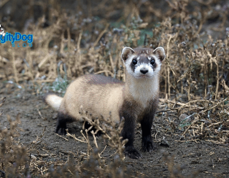 Do Ferrets Need Vaccines