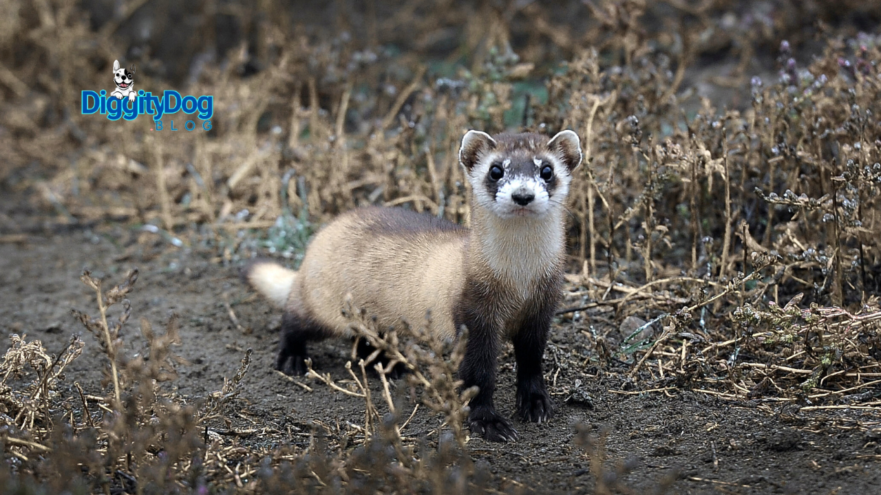 Do Ferrets Need Vaccines