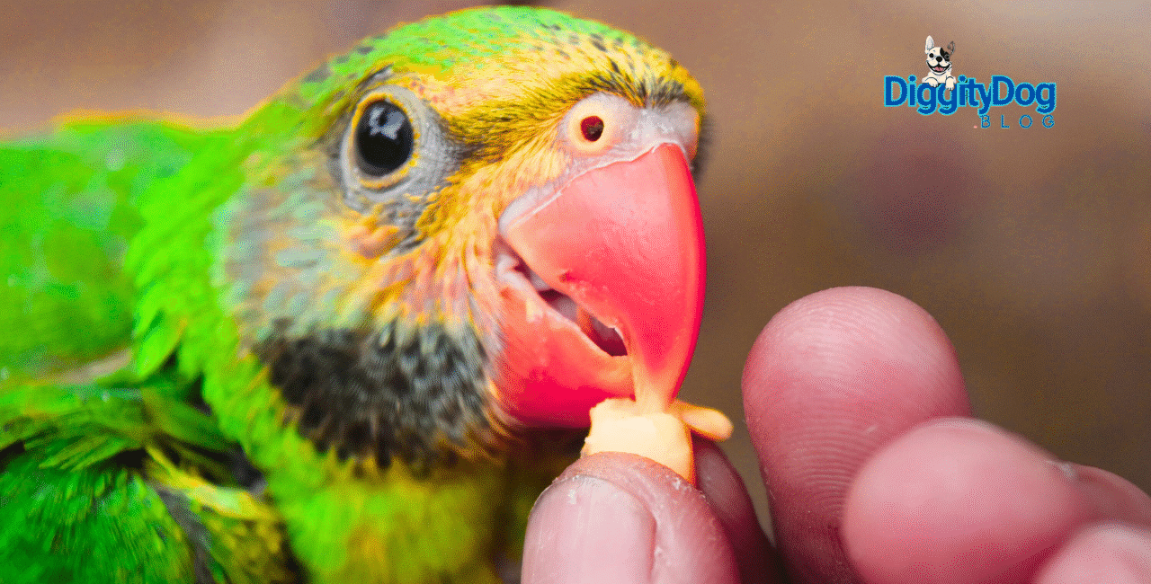 Parrot Care Essentials