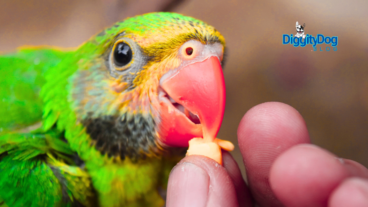 Parrot Care Essentials