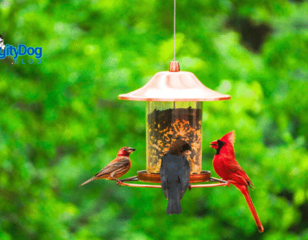 The Ultimate Bird Feeder Setup