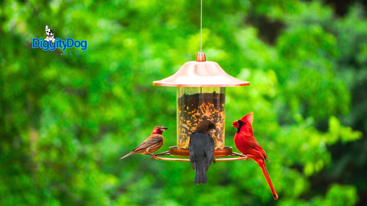 The Ultimate Bird Feeder Setup