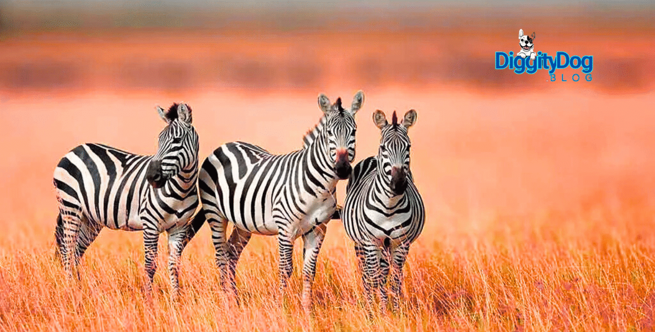 8 Surprising Facts About Zebras