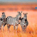 8 Surprising Facts About Zebras