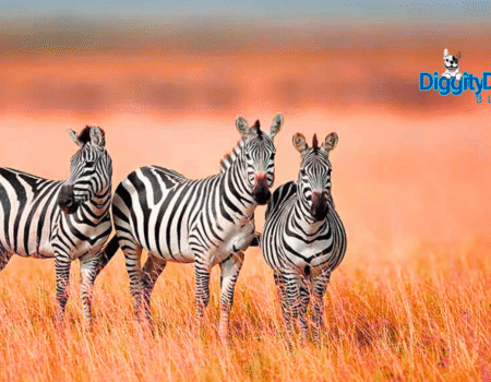 8 Surprising Facts About Zebras