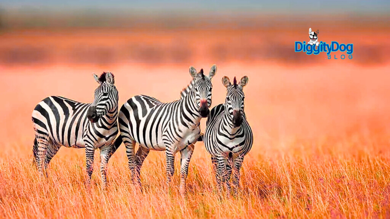 8 Surprising Facts About Zebras