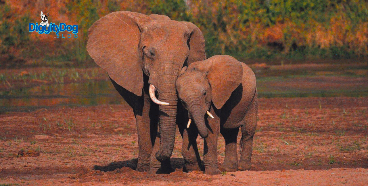 Can elephants feel emotions