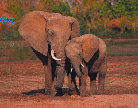 Can elephants feel emotions