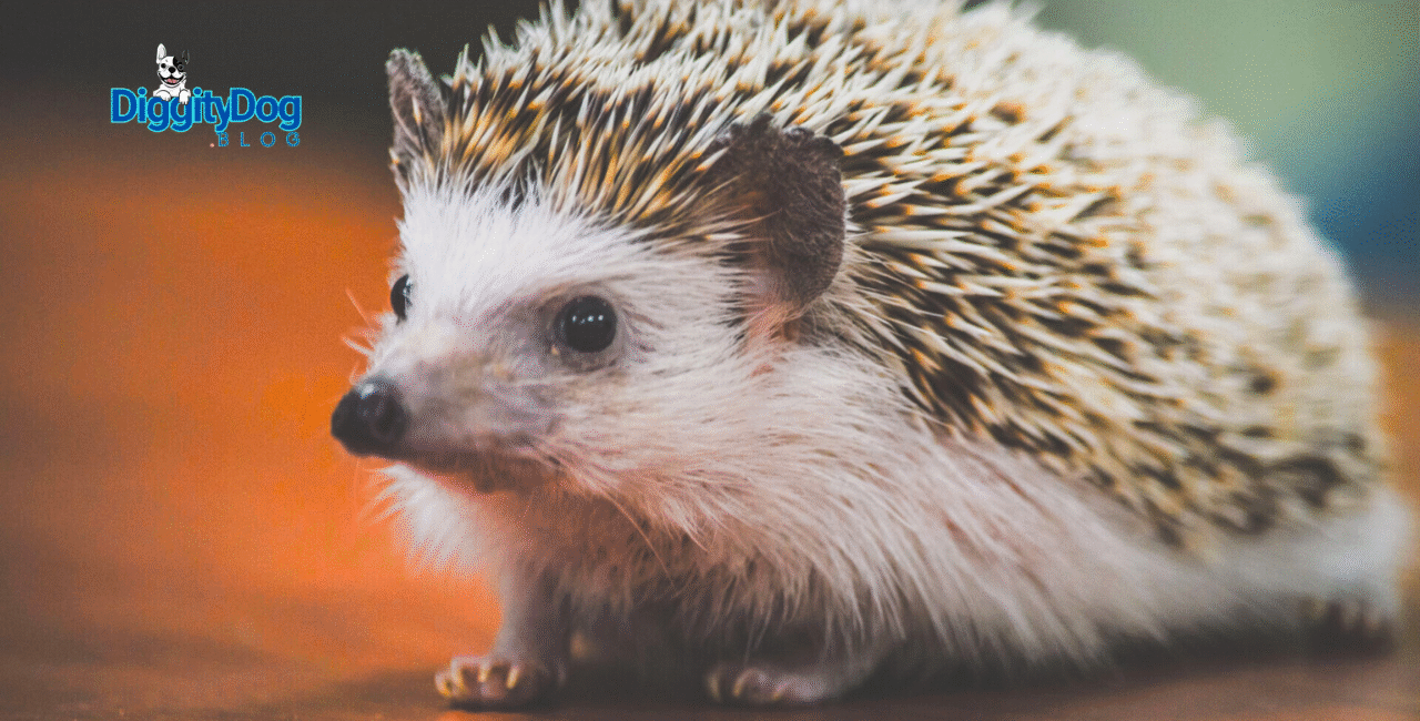 Caring for a Pet Hedgehog