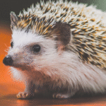 Caring for a Pet Hedgehog