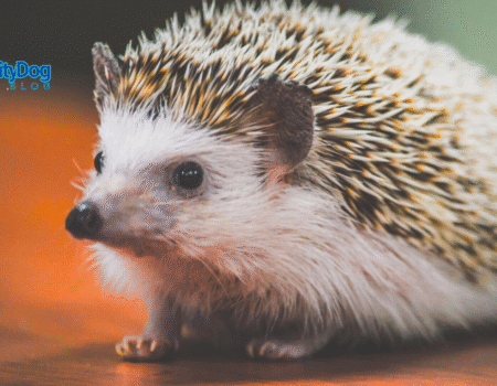 Caring for a Pet Hedgehog